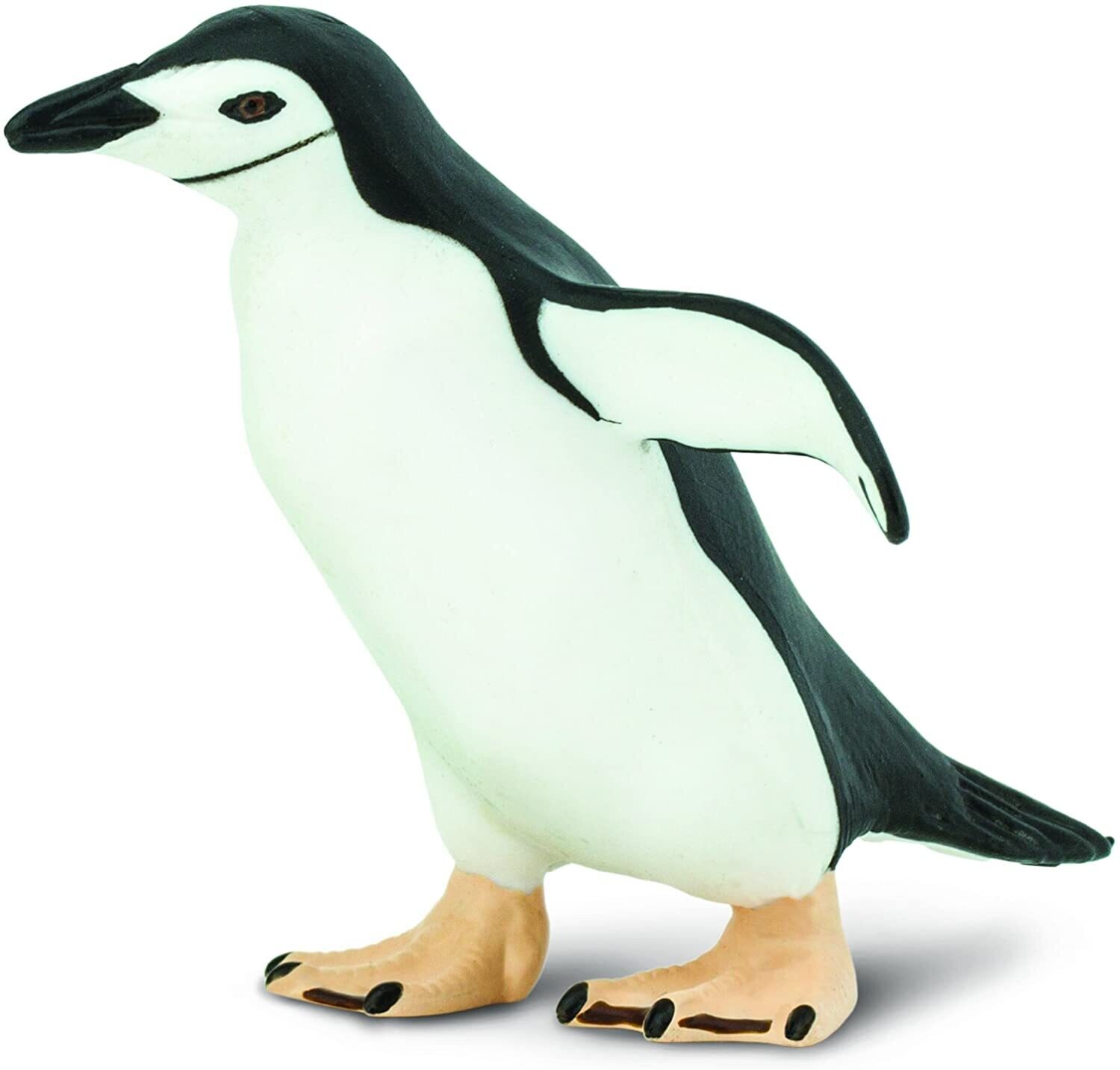 220429 Chinstrap Penguin