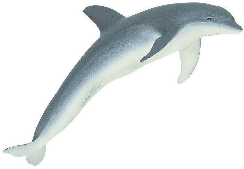 210802 Bottlenose Dolphin