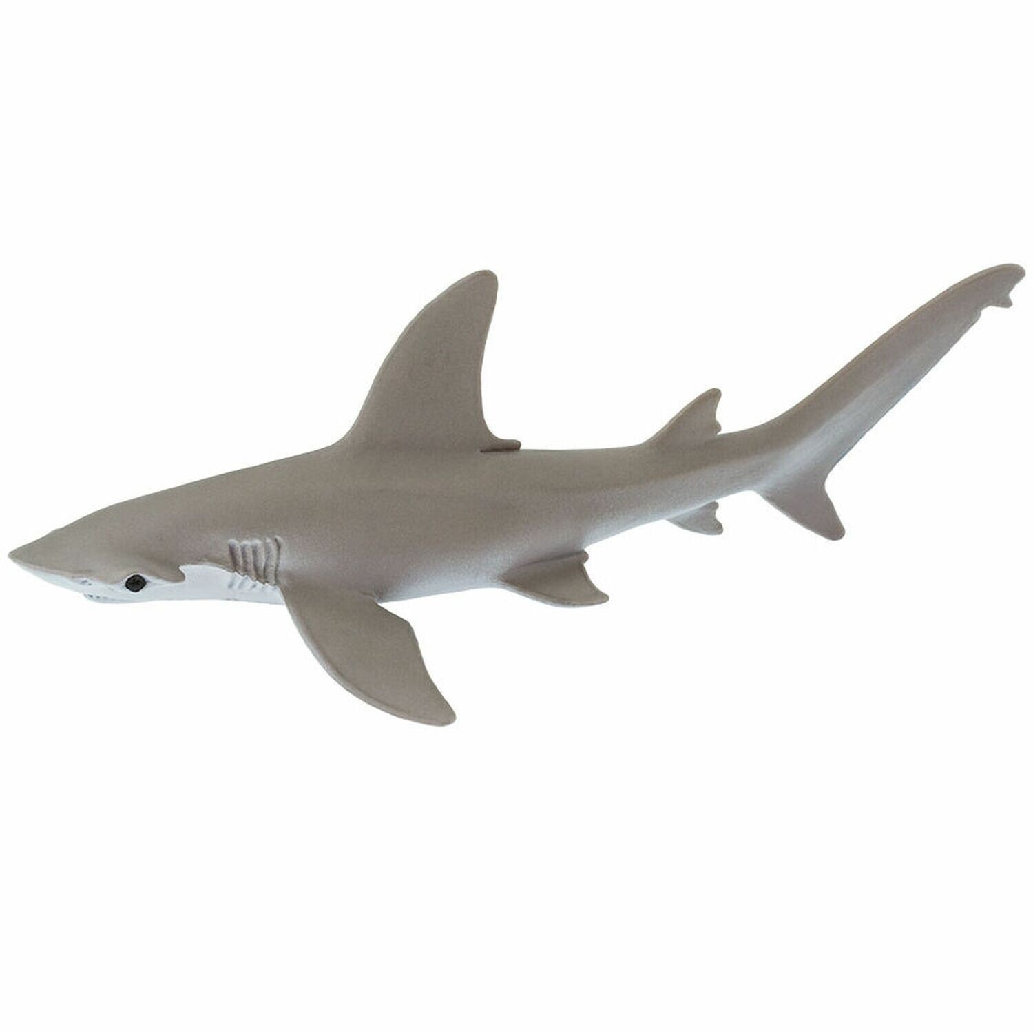 200329 Bonnethead Shark