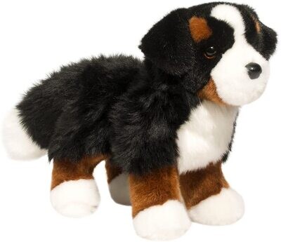 Douglas Stevie Bernese Mountain Dog