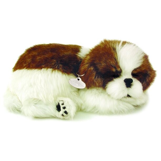 Perfect Petzzz Shih Tzu