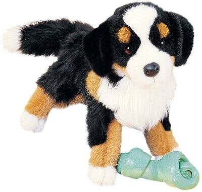 Douglas Trevor Bernese MTN Dog