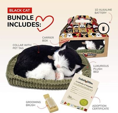 Perfect Petzzz B&amp;W Shorthair Kitten