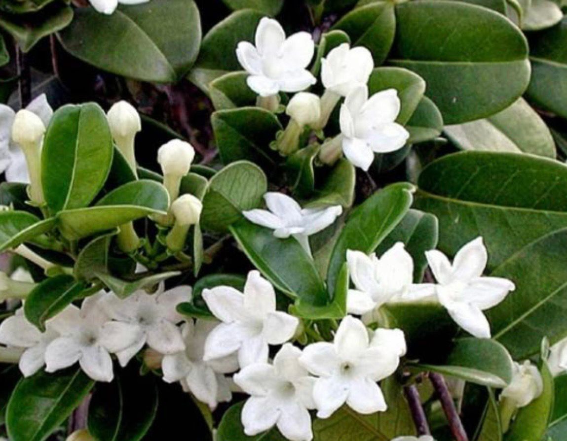 Jasmine Beauty