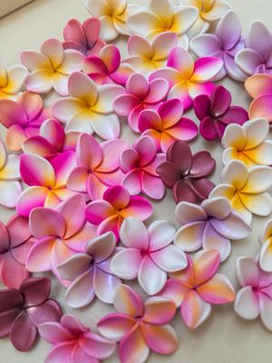 Plumeria Collection 