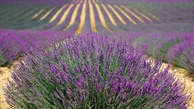 Côtes de Provence