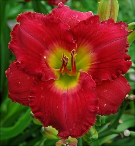 CAMELOT RED