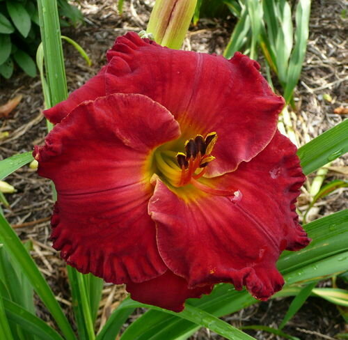 CANDY APPLE VELVET