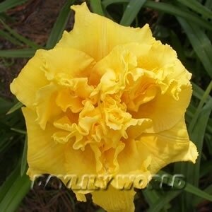 DUTCH YELLOW TRUFFLE