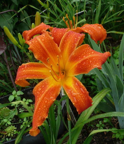HEAVENLY ORANGE BLAZE