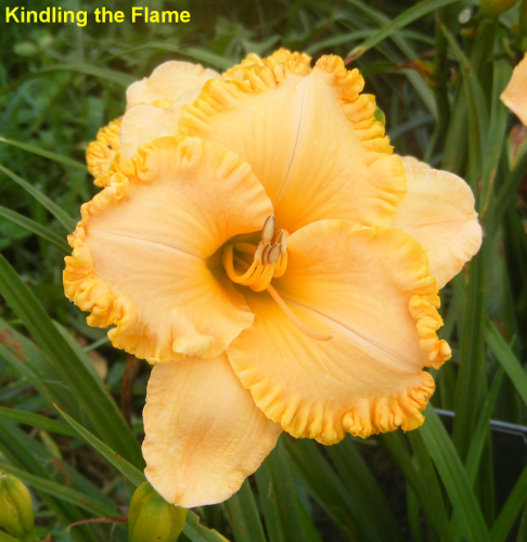 KINDLING THE FLAME