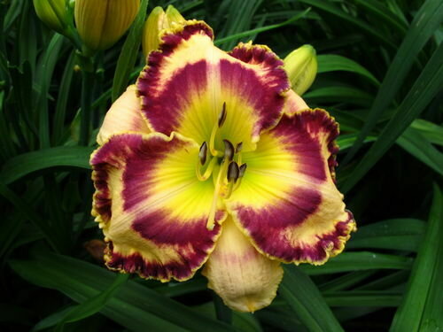 LILY CREEK DAZZLER