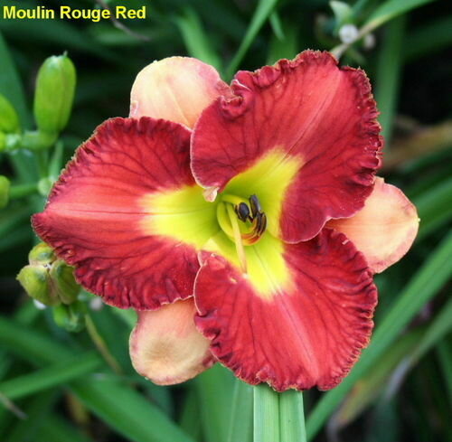 MOULIN ROUGE RED