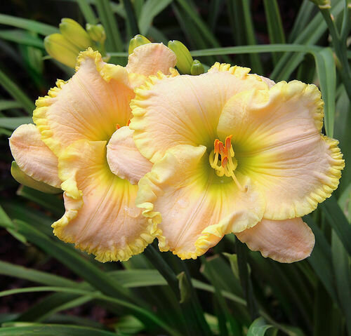 REMEMBERING JANICE