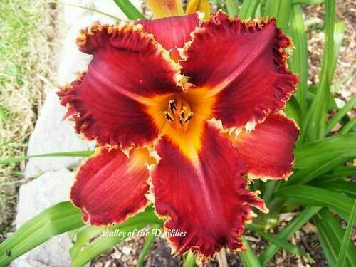 SUSAN RUOFF