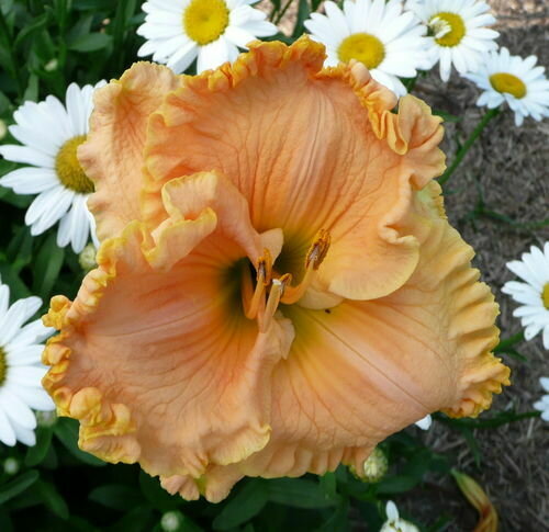 TROPICAL HOT FLASH