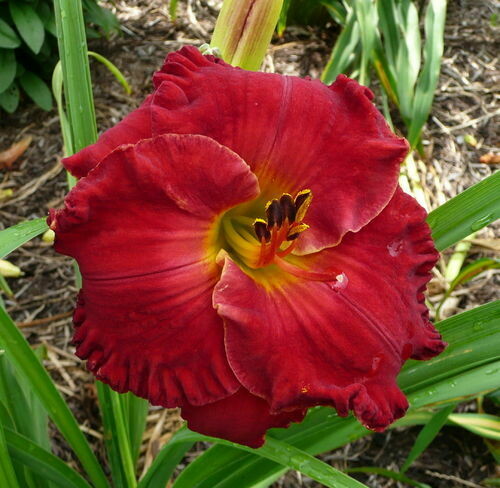 CANDY APPLE VELVET