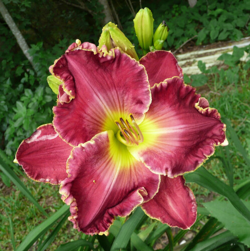 CIMARRON ROSE