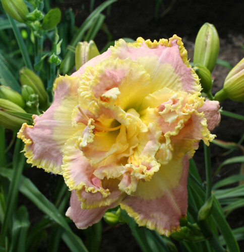 JEANNE ROWLES