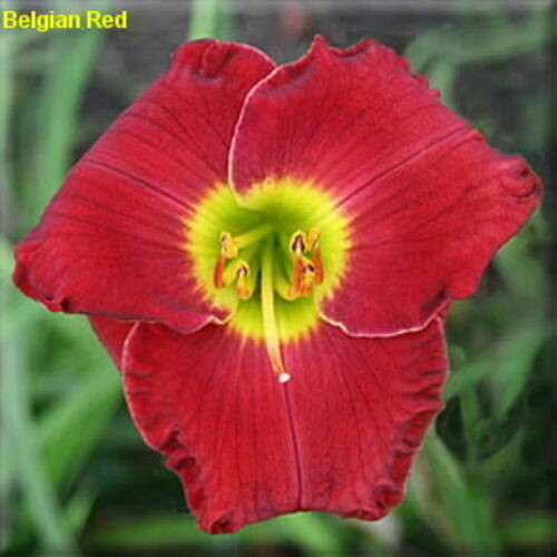 BELGIAN RED