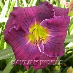 HELIOTROPE ISLAND