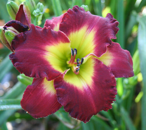 RIVIERA SCARLET