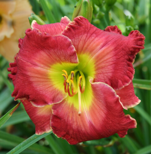FIERY FASCINATION