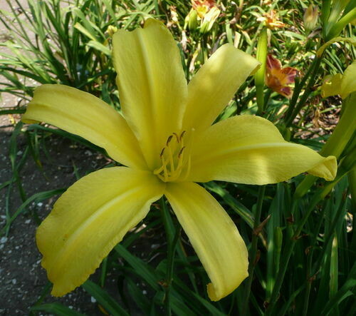LEMON MADELINE