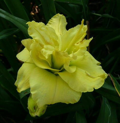 SWEET YELLOW TRUFFLE