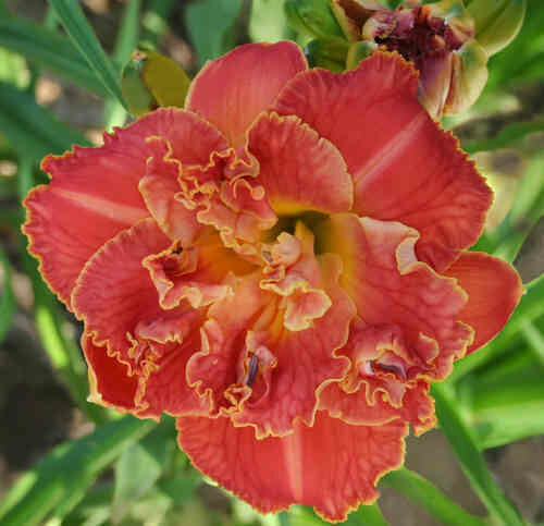 ROYAL CARNELIAN