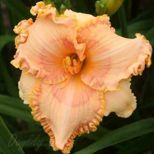 RUTH BUZZI