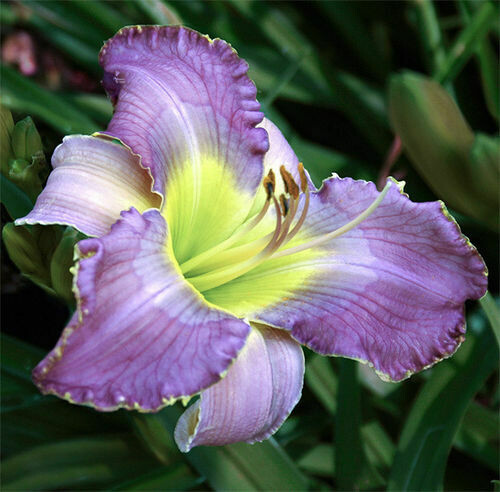 VIOLET MUSE