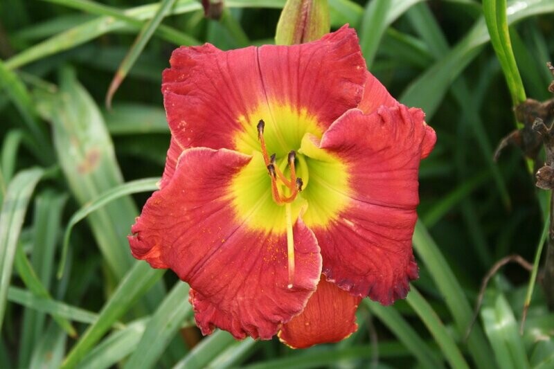 RED REVIVAL