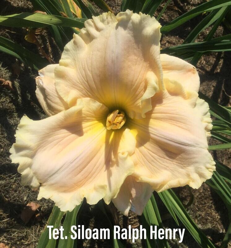 TET SILOAM RALPH HENRY
