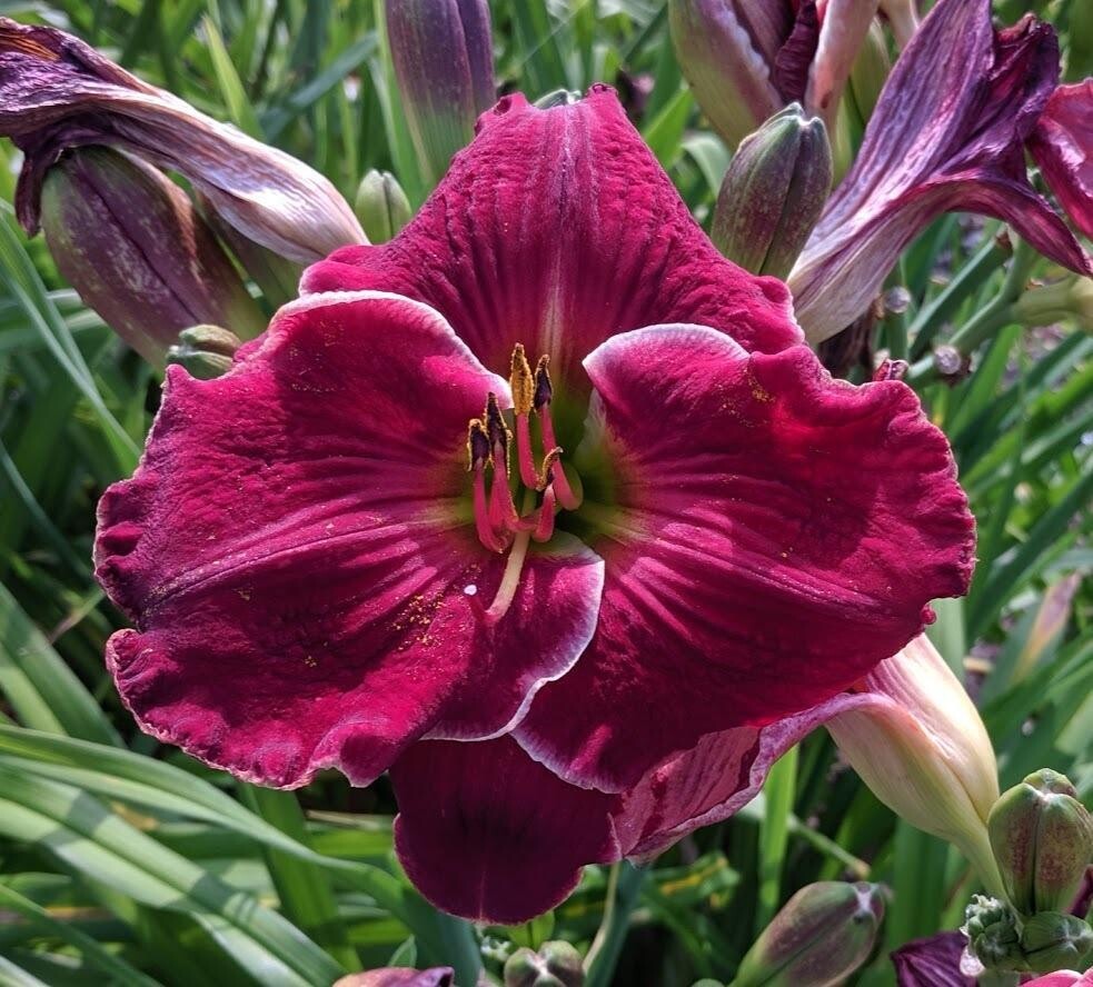 DIANE ROSE CRAWFORD