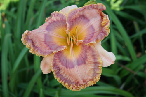 The Eyed Daylily Collection
