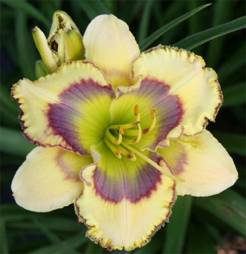 Evergreen Collection