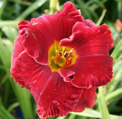 Evergreen Collection