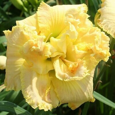 Evergreen Collection