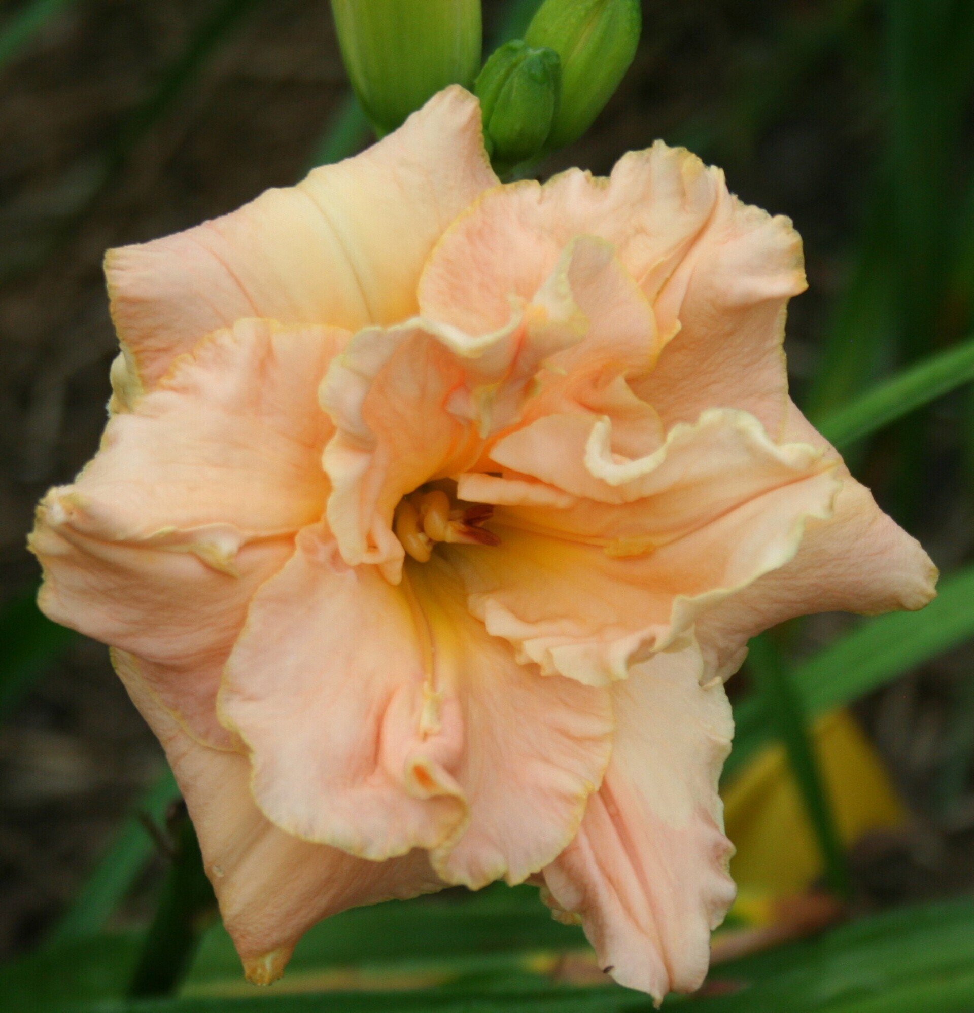 David Kirchhoff and Mort Morss at Daylily world
