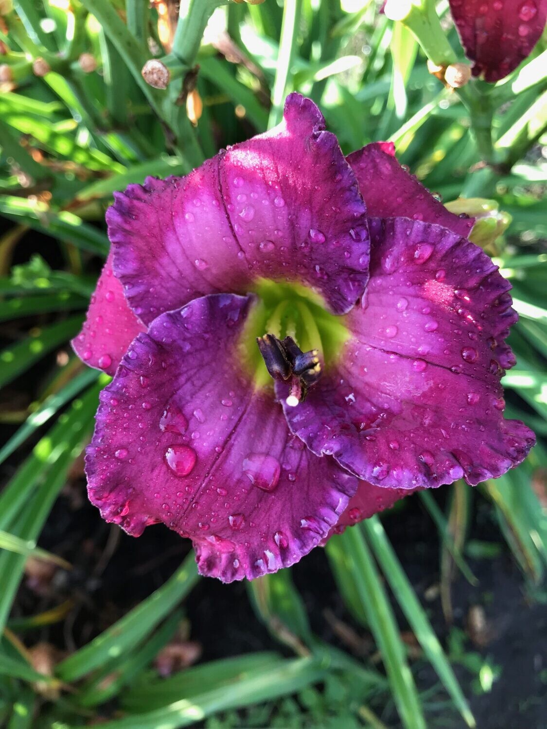 THE LAST DROP