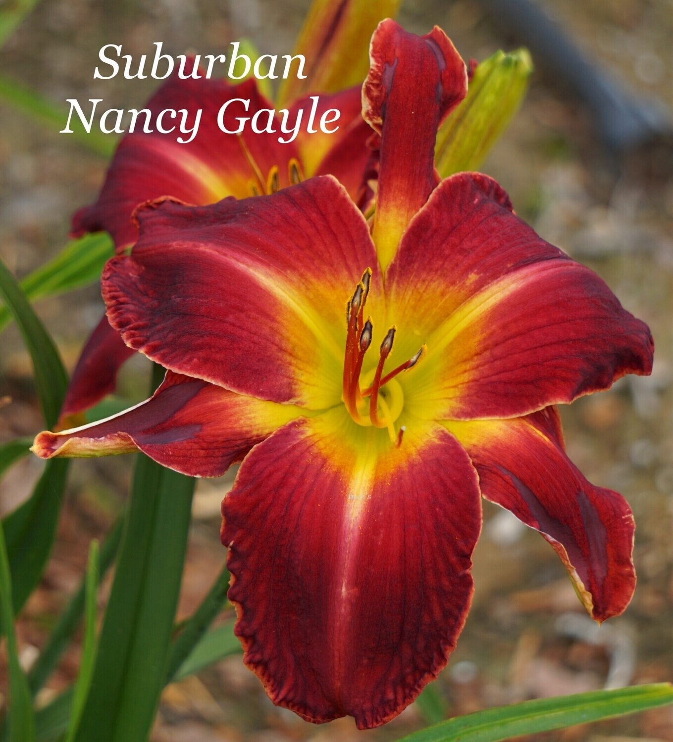 SUBURBAN NANCY GAYLE
