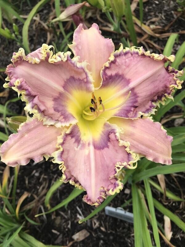 LILY AMONG THORNS