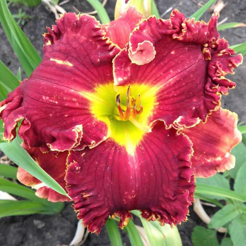 CRIMSON COWBOY