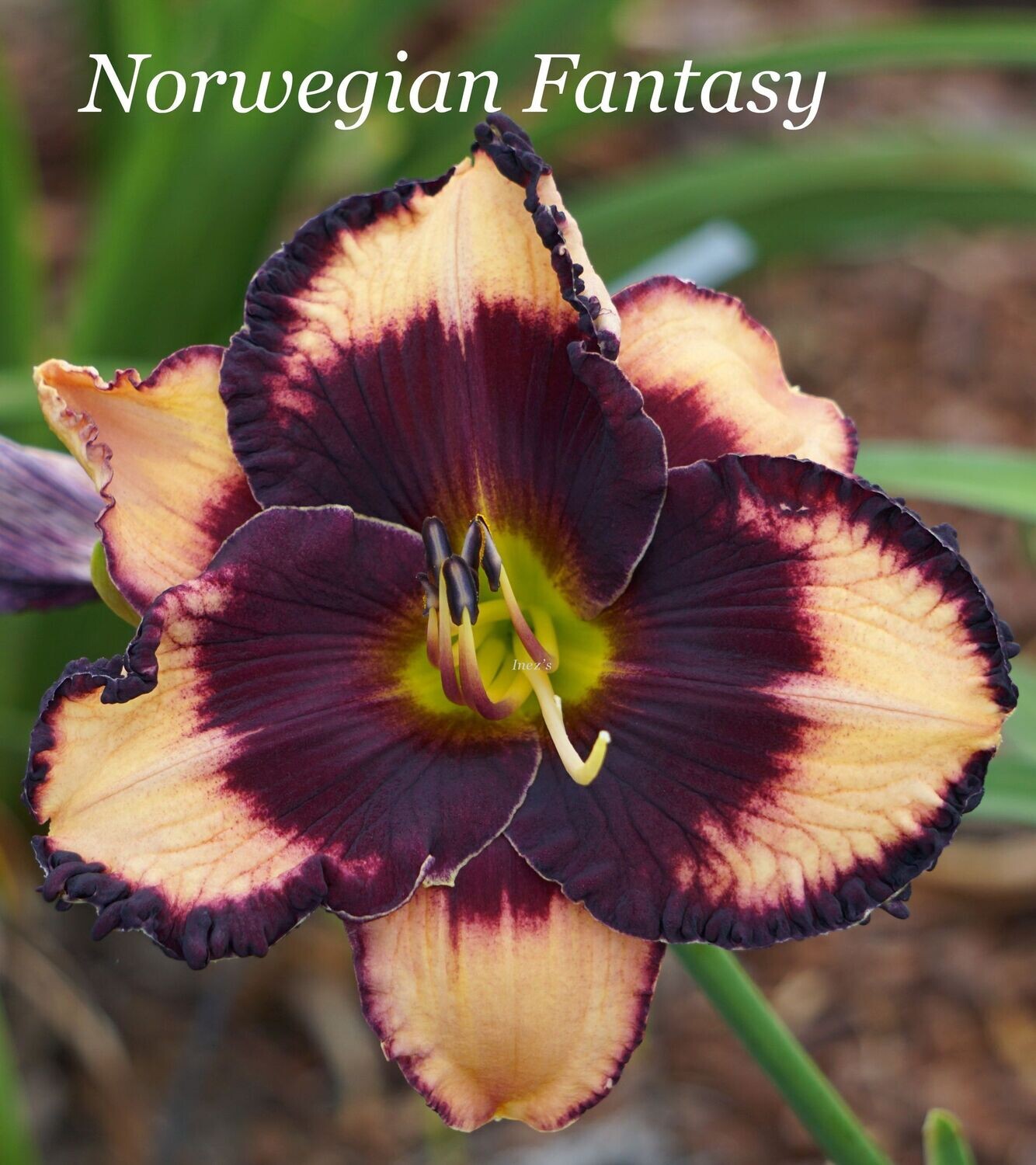 NORWEGIAN FANTASY