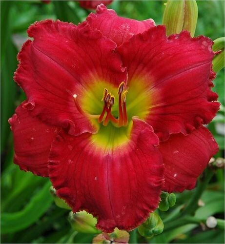 CAMELOT RED