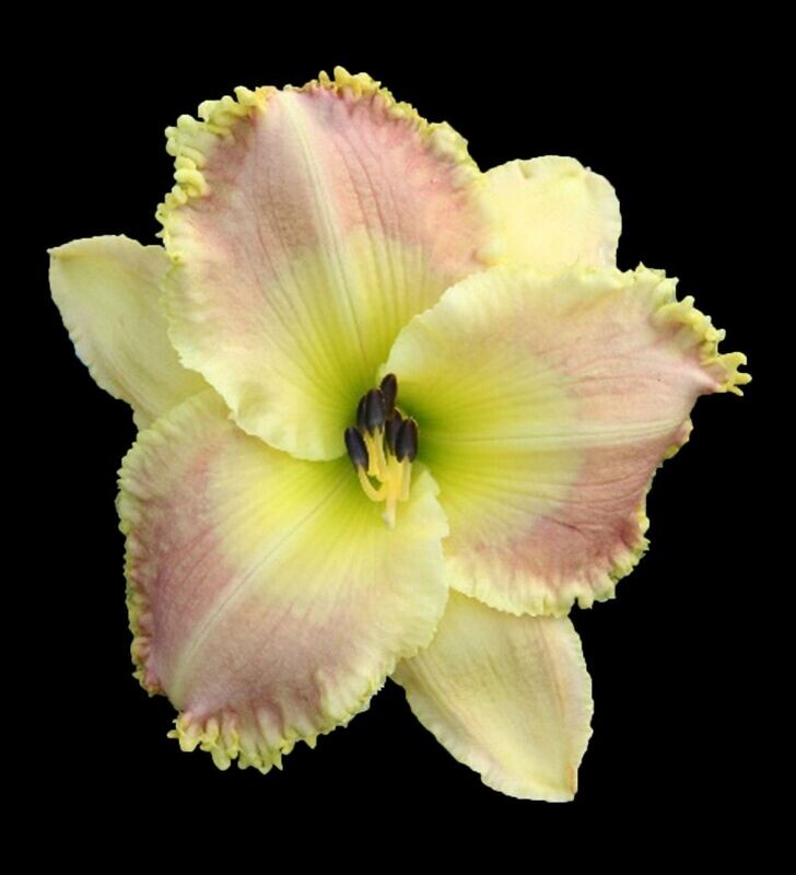 DEFINITION OF PERFECTION