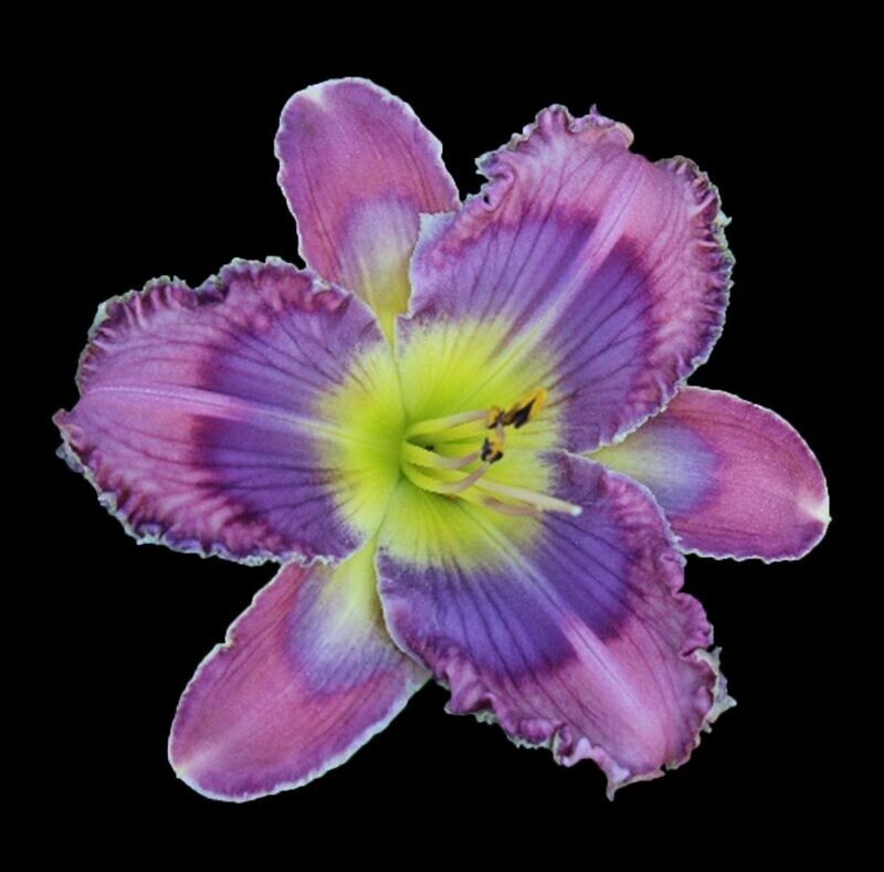 VIOLET OUTBURST