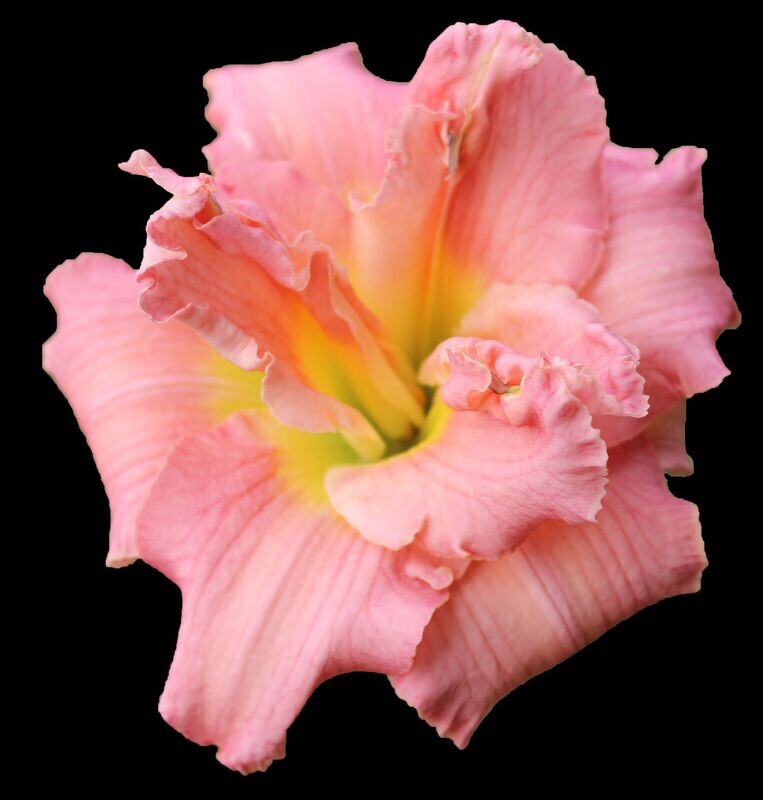 NASHVILLE SWEETHEART