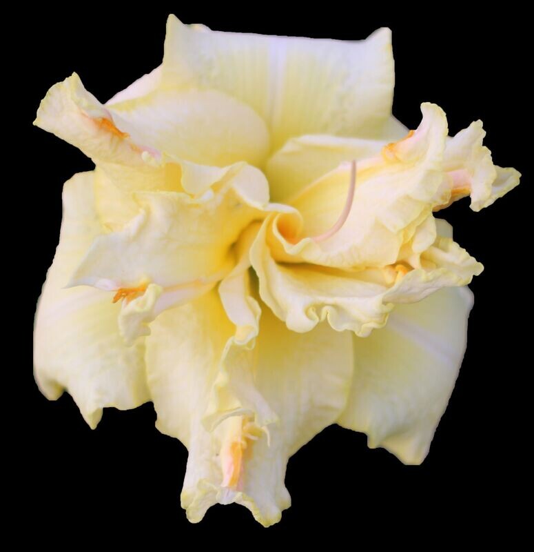 LOVING CARESS